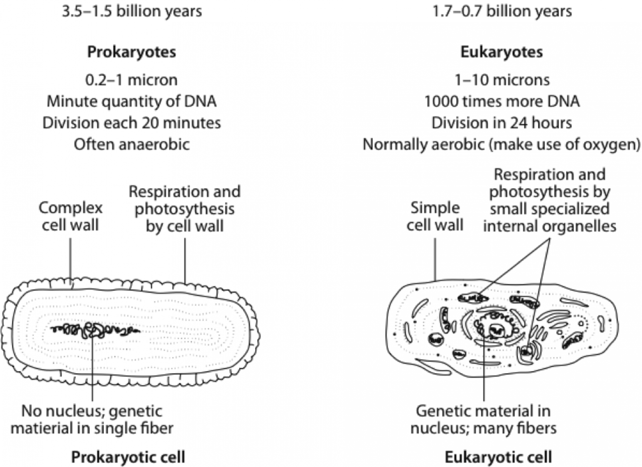 Prokaryote Cell, Eukaryote Cell | EESC118001 The Living Earth I